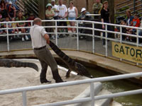 Wrestling Alligators at Gatorland in Florida!